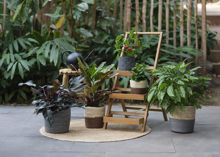Image du produit Giardimo Jungle urbaine
