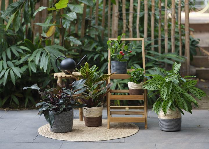 Image du produit Giardimo Jungle urbaine