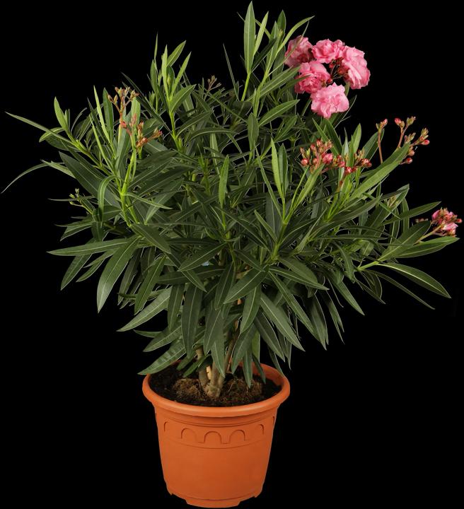 Image du produit Laurier rose (70 cm)