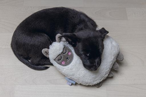 Produktbild Beeztees Puppy Cuddle Toys (Wurfspielzeug Hund)