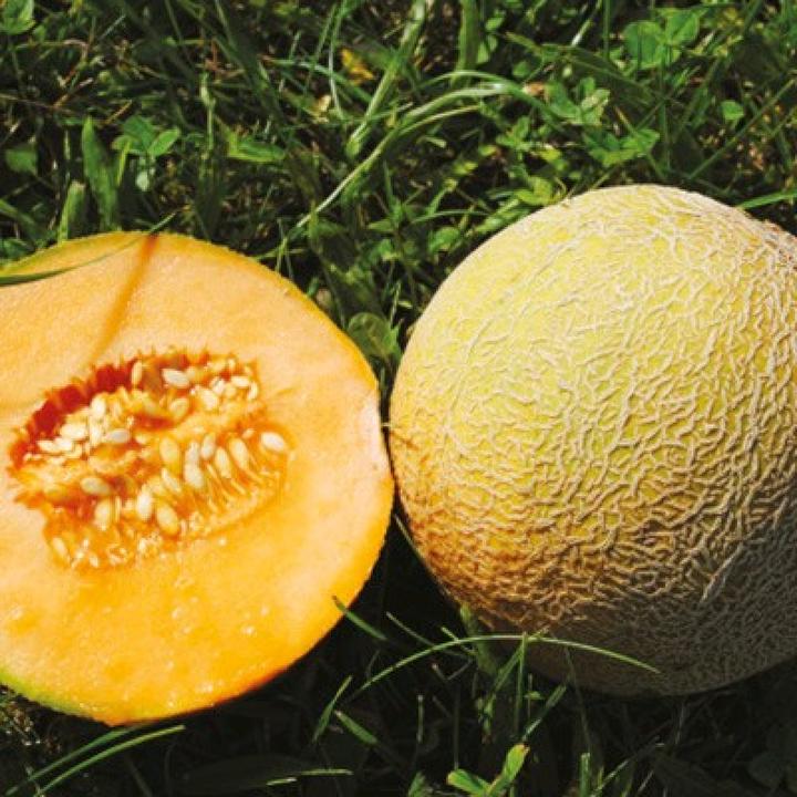 Image du produit Sativa Melon sucré Boule de sucre de Benary (Germes)