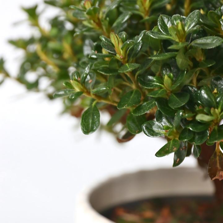 Image du produit Plant in a Box Rhododendron azalea 'Anouk' - Set de 4 azalées (25 cm)
