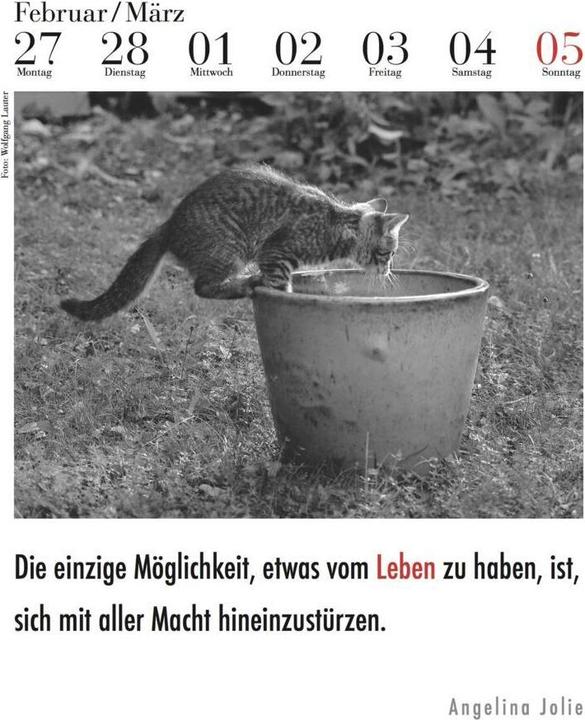 Actual product image The literary cat calendar (33 x 24 cm, No binding, German)