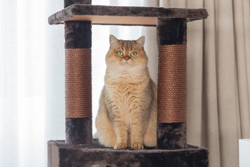 Immagine prodotto Beeztees Figado (135 cm, Marrone)