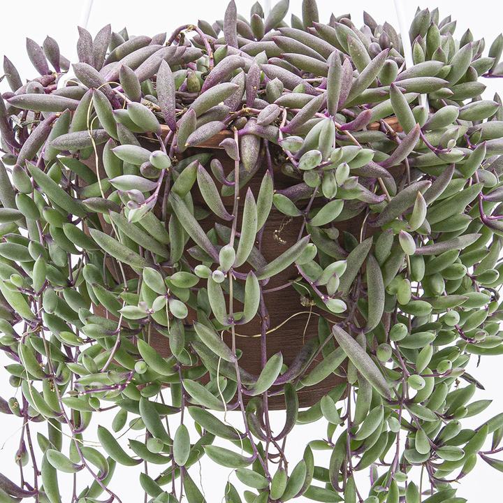 Actual product image Kakteen Gautschi Senecio Purple Flash (30 cm)