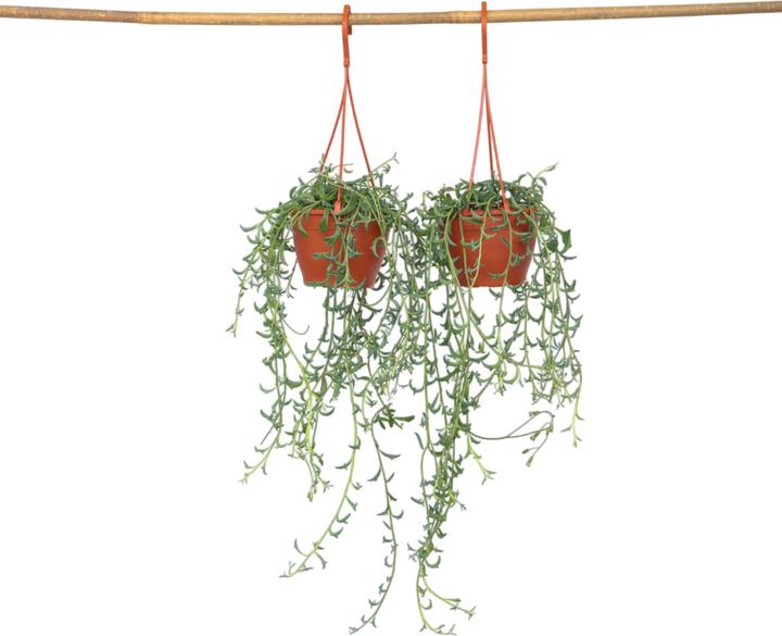 Image du produit Plant in a Box Senecio peregrinus - Lot de 2 plantes dauphin (10 cm)