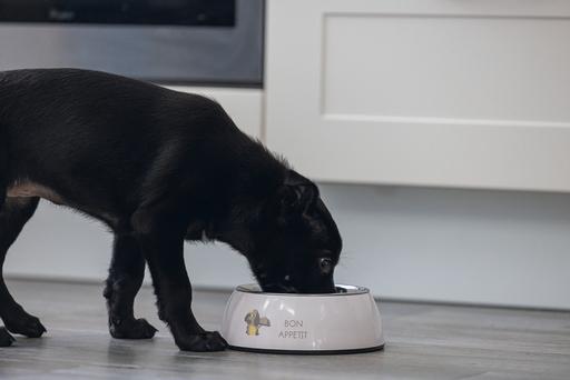 Actual product image Beeztees Puppies bowl Binky (0.35 l)