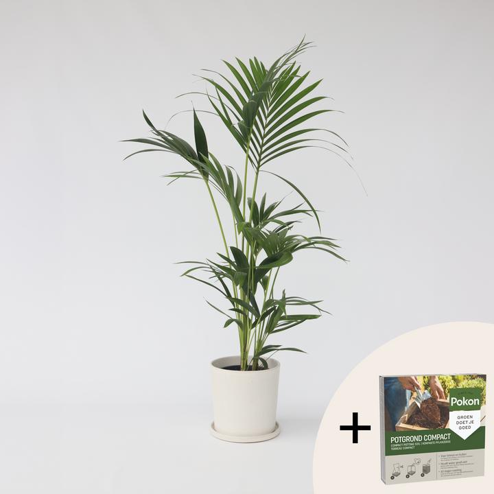 Produktbild Plant in a Box Howea forsteriana - Kentia Palme (90 cm)