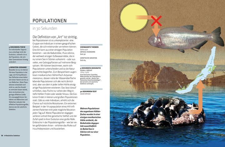 Produktbild Librero Die Evolution in 30 Sekunden (Deutsch)
