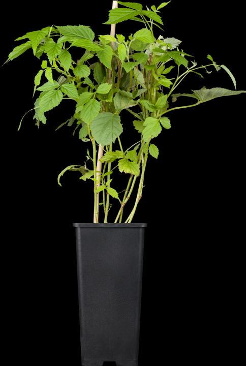 Raspberry Willamette (50 cm)
