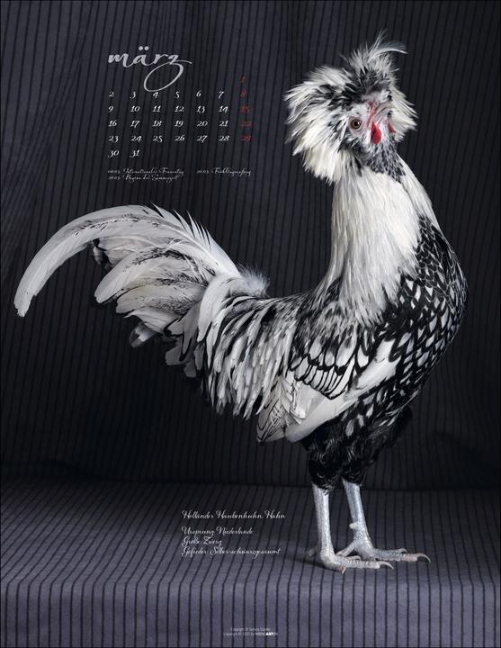 Produktbild Pretty Chicks Kalender 2026 (34 x 44 cm, Deutsch)