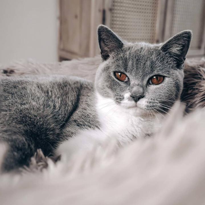 Image du produit District 70 Haustier-Bett (Chat, Chien)