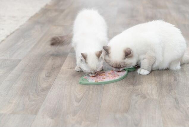 Actual product image Trixie Lick'n'Snack Plate