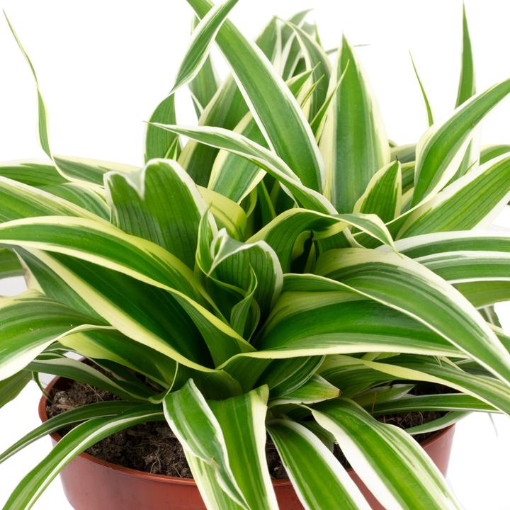Image du produit Flowerbox Lis vert "Ocean" - Chlorophytum Comosum (20 cm)