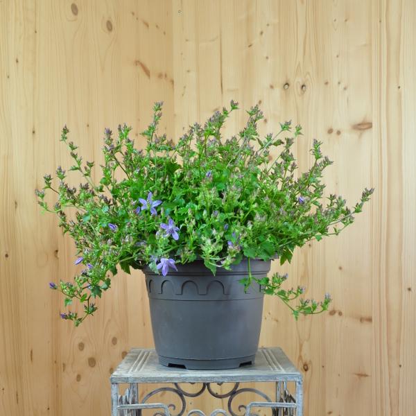 Produktbild Säntispracht Die wüchsige Hangepolster-Glockenblume - Campanula poscharskyana 'Blauranke' (20 cm)