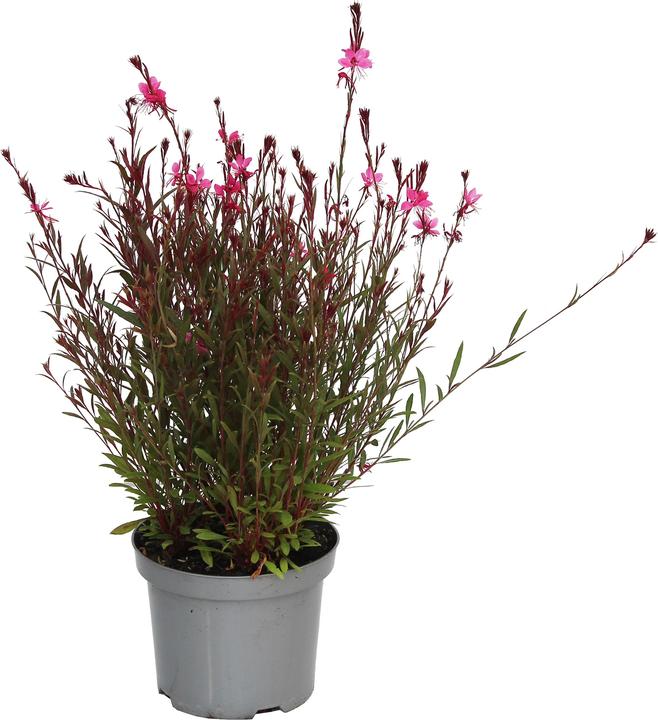 Actual product image Zulauf Lindheimer's Beeblossom (25 cm)