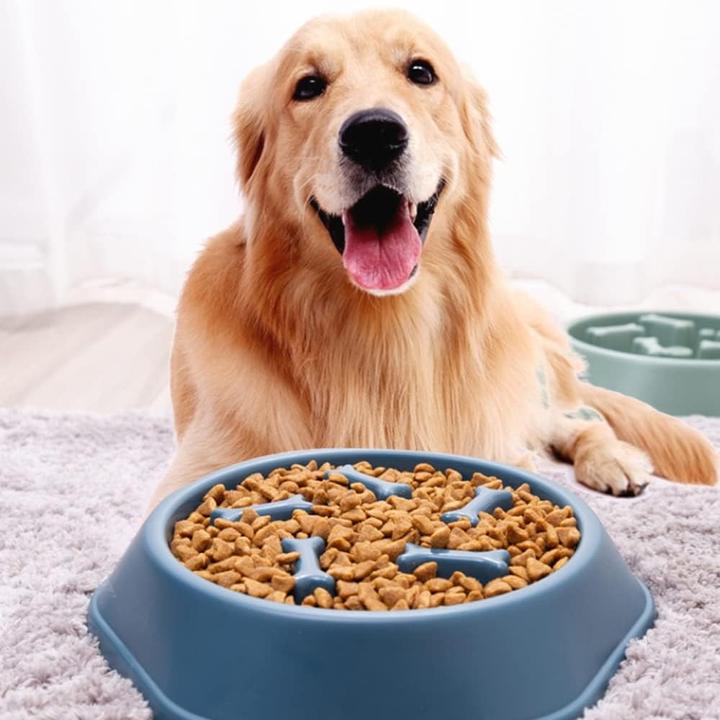 Image du produit Out of the blue Écuelle pour chien anti-échec Slow Feeder