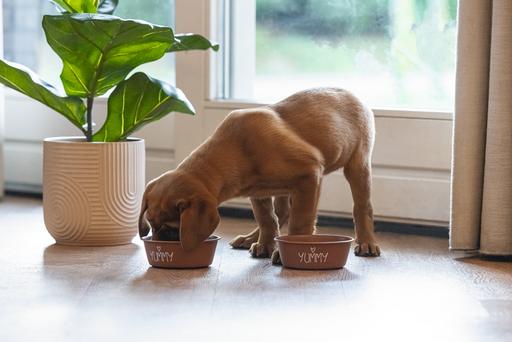 Actual product image Beeztees Puppy bowl Snoes (0.47 l)
