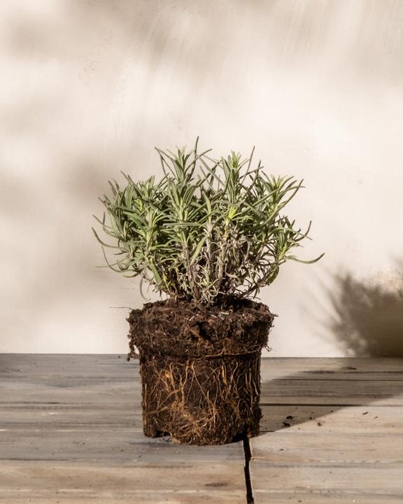 Produktbild feey Lavendel (15 cm, Tierfreundlich)