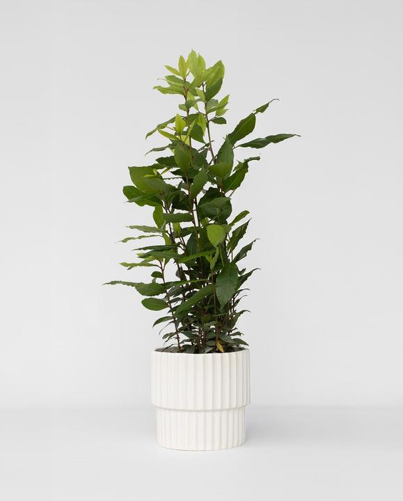 Produktbild Plant in a Box Laurus nobilis Laurus nobilis - Lorbeerstrauch (30 cm)