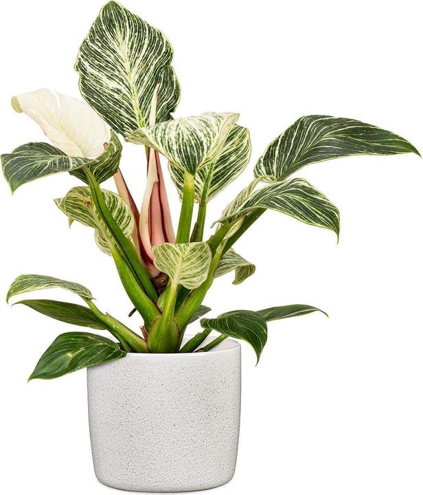 Actual product image Scheurich Flowerpot Perla 19.3 cm, White (21.20 cm)