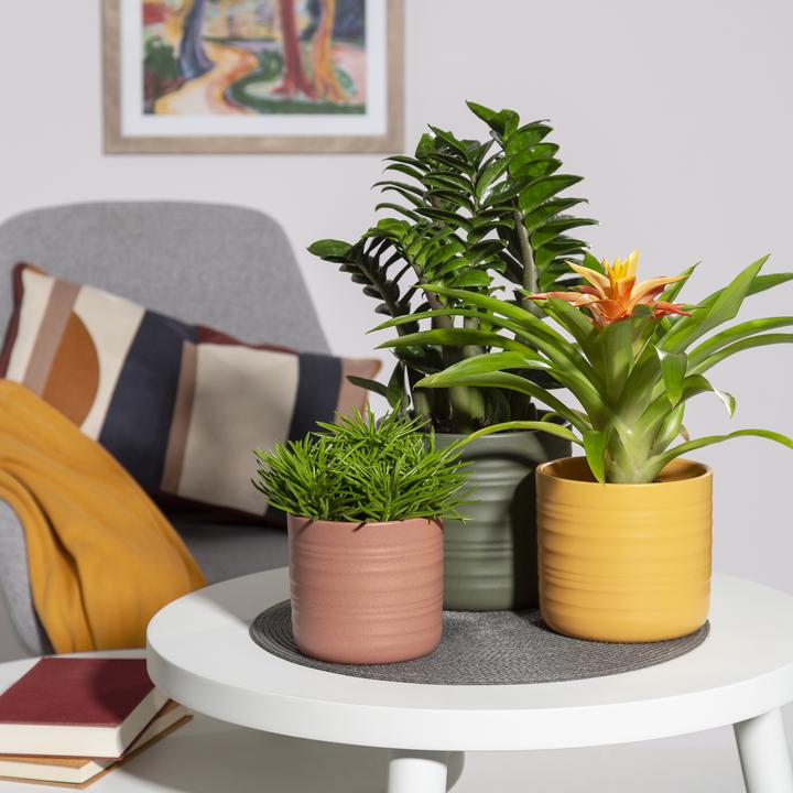Actual product image Scheurich Cottage, ceramic flower pot, colour: curcuma, 14.2 cm diameter, 12.8 cm high, 1.5 l (14.20 cm)