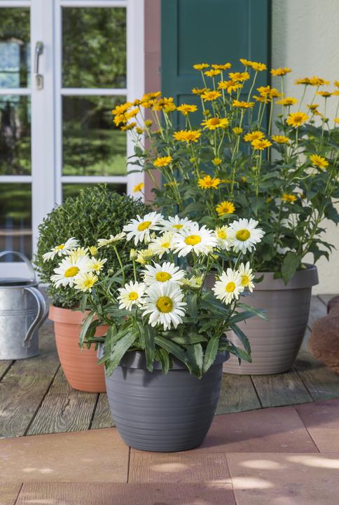 Immagine prodotto Scheurich Country Star (39 cm)