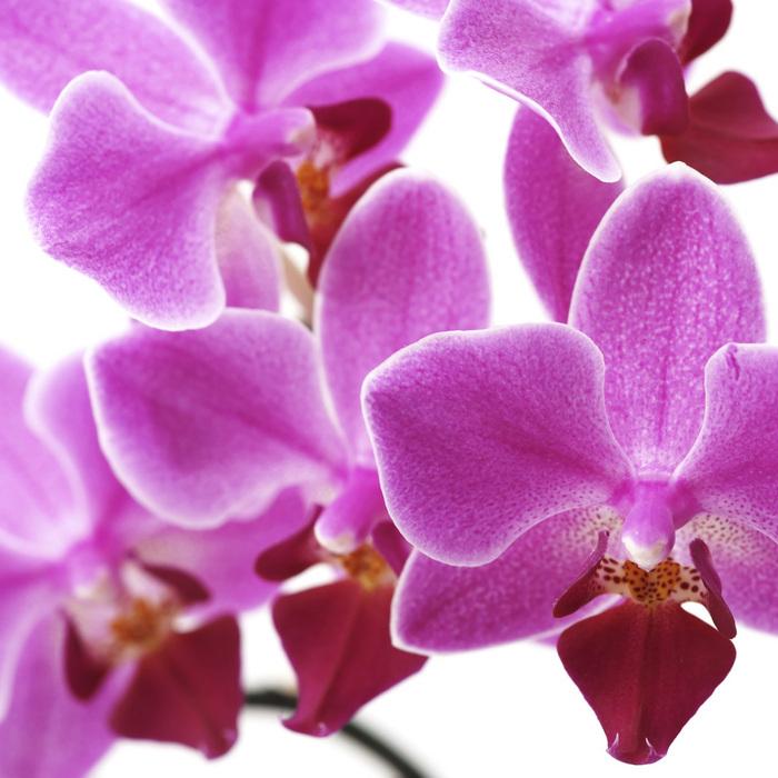 Produktbild Jamb Orchidee