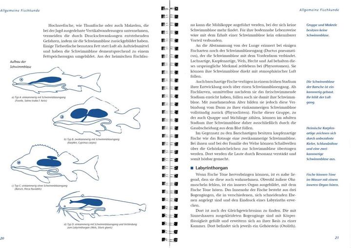 Produktbild Arbeitsbuch Fischerprüfung (Deutsch, Manfred Hammer, Ernst Heddergott, Michael Möhlenkamp, LV-Buch, 2015)