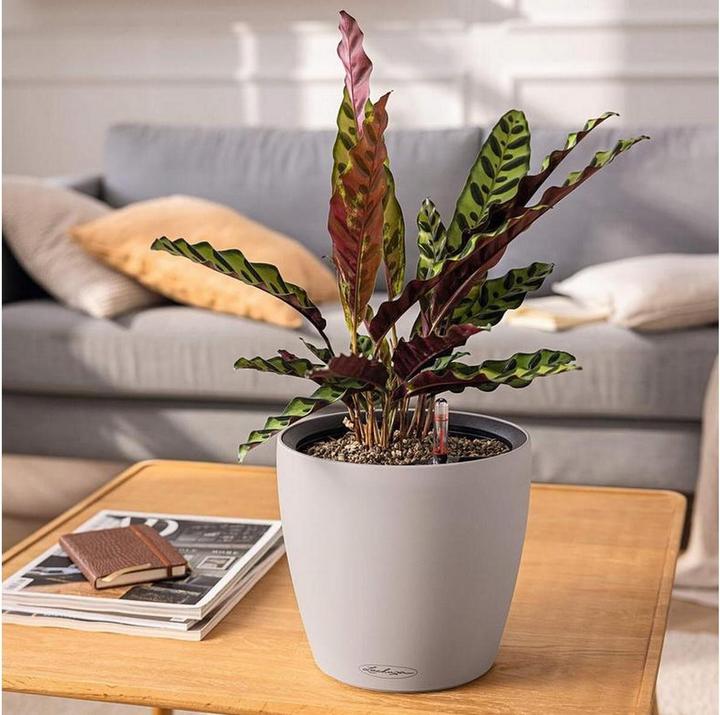 Produktbild Lechuza Classico Color. (28 cm)