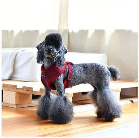 Actual product image Puppia Puppytooth Harness Red XL (XL, Dog)