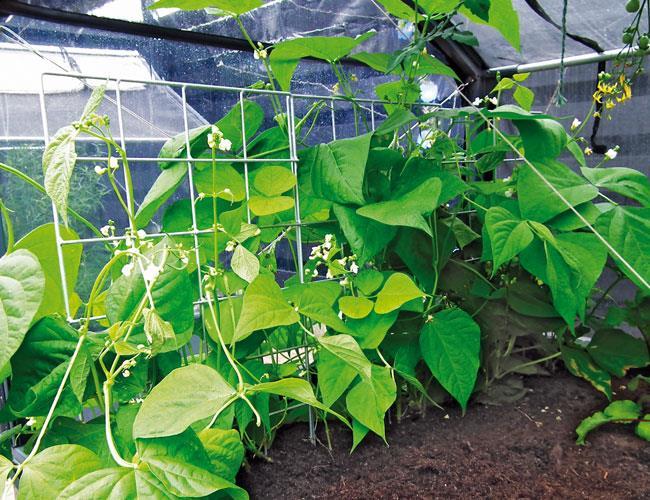 Actual product image GrowCamp Trellis for raised bed (40 cm, 1 cm)