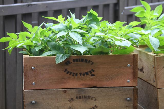 Actual product image Colibri Potato mini raised bed