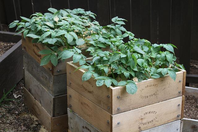 Actual product image Colibri Potato mini raised bed