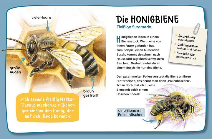 Produktbild Kosmos Mein erster Naturführer, Was krabbelt denn da? (Deutsch, Steffen Walentowitz, Julie Sodré, Veronika Lang, 2023)