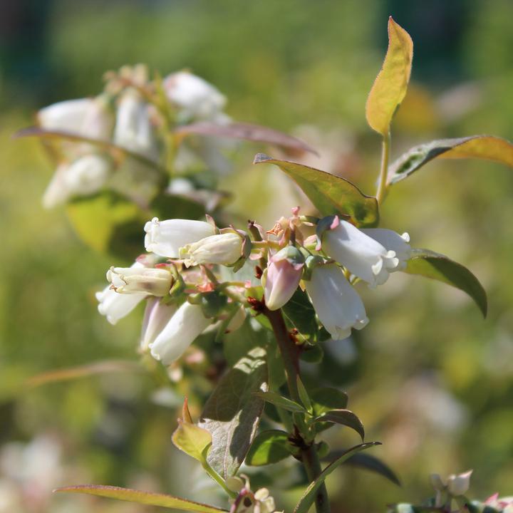 Immagine prodotto Zulauf Kultur-Heidelbeere / Vaccinium corymbosum 'Darrow' (50 cm)