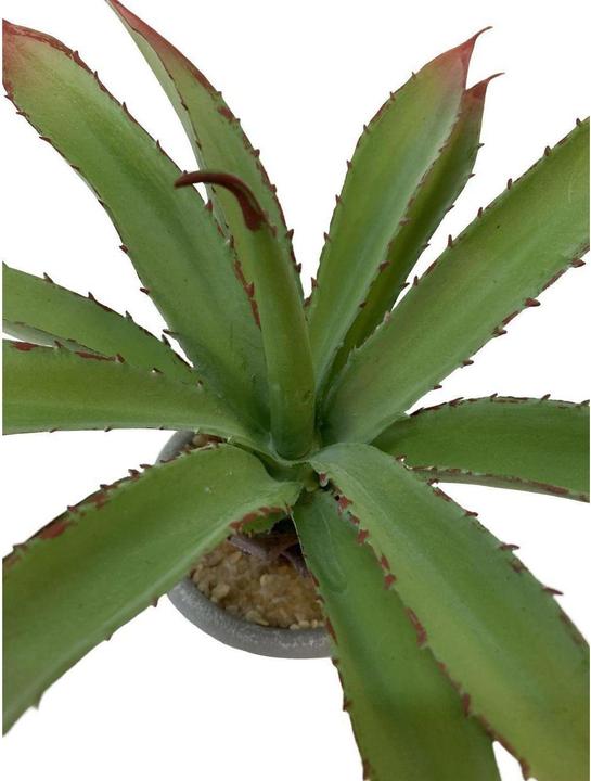 Actual product image Botanic-Haus Aloe in pot (20 cm)