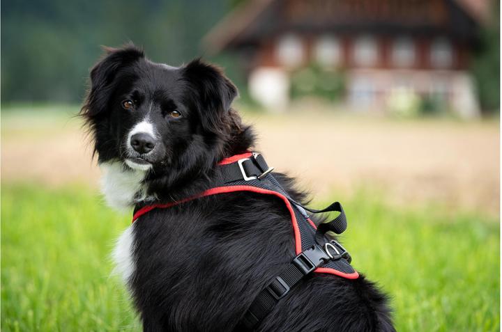 Produktbild Grossenbacher Geschirr Vary XS Orange (XS, Hund, Allgemein)