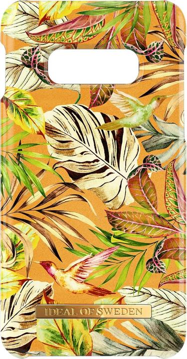Mangue Jungle