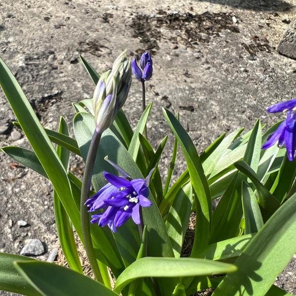 Produktbild Säntispracht 3 er Set, Das schattenliebende Atlantische Hasenglöckchen - Hyacintoides non-scripta (30 cm)