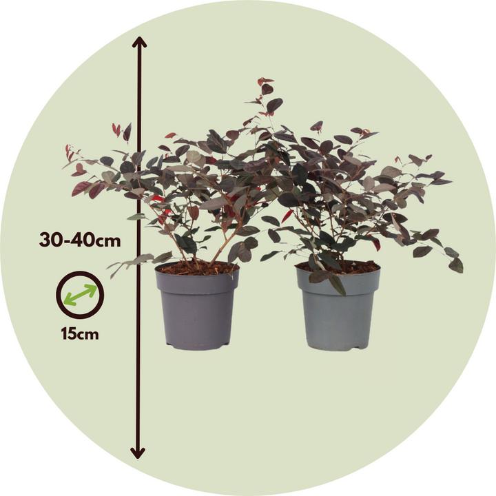 Produktbild Plant in a Box Loropetalum 'Fire Dance' - Riemenblüte (30 cm)