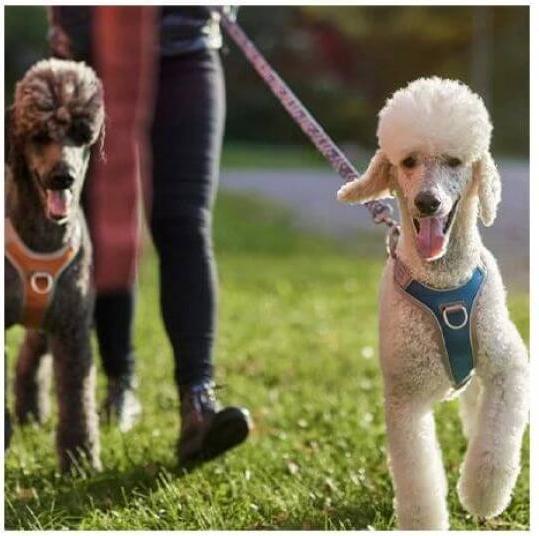 Produktbild Hurtta Geschirr Venture No-Pull, 60-80, Grau (60, 62, 68, 80, Hund, Allgemein)