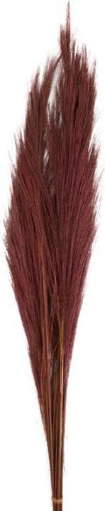 Actual product image Dijk Broom grass (Dried flowers)