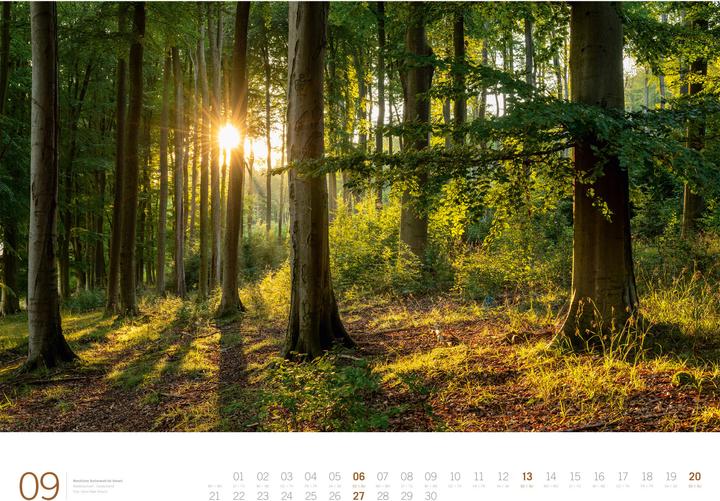 Produktbild Wald - Gallery Kalender 2026 (66 x 50 cm, Harter Einband, Englisch, Deutsch)