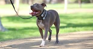 Produktbild Cesar Millan Trainingshalsband