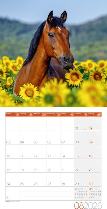 Produktbild Pferde Kalender 2026 - 30x30 (30 x 30 cm, Harter Einband, Deutsch)
