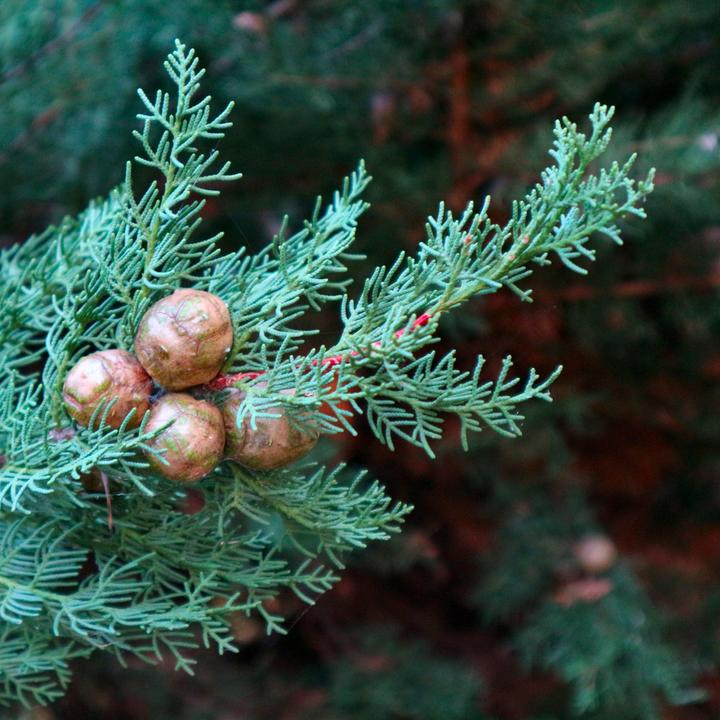 Actual product image Plant in a Box Cupressus sempervirens totem - Toskanische Zypresse (60 cm)