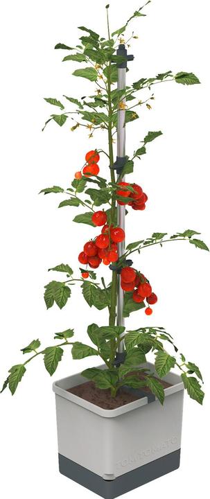Produktbild Gusta Garden Tom Tomato (35 cm)