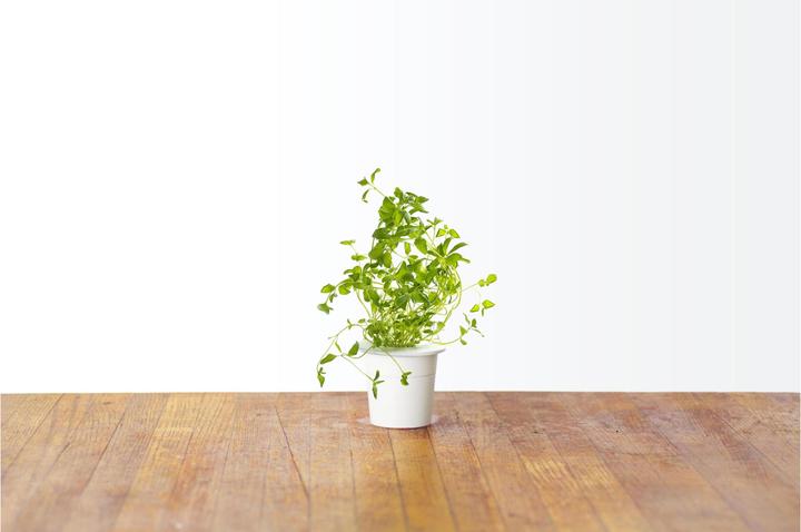 Produktbild Click and Grow Oregano (Kräutersamen)