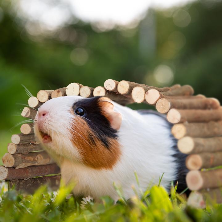Actual product image Relaxdays Rodent bridge